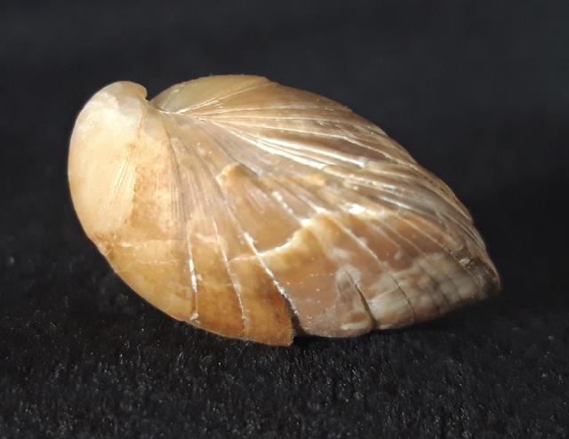 Carneithyris carnea SOWERBY 1812 - Bild &copy; FossNet FossilienStore